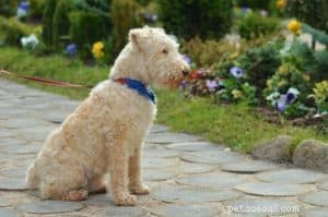 Mastering Boundary Training: A Guide to Safe, Consistent Dog Behavior