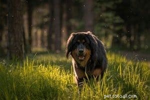 Mastering Boundary Training: A Guide to Safe, Consistent Dog Behavior
