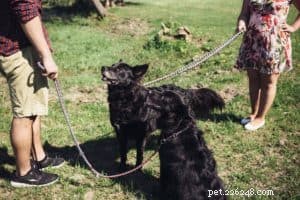 The Essential Role of Dog Collars: Safety, Training, and Bonding