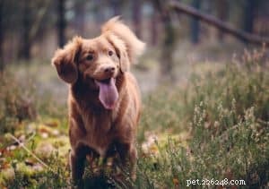 Mastering Boundary Training: A Guide to Safe, Consistent Dog Behavior