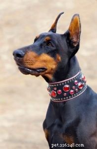 The Essential Role of Dog Collars: Safety, Training, and Bonding