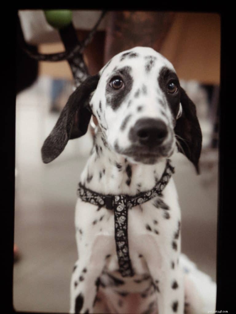 5 Proven Rules for a Smooth Start with Your New Puppy