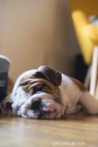 5 Proven Rules for a Smooth Start with Your New Puppy