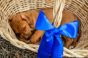 Adopting a New Puppy This Holiday Season? Essential Tips for a Happy Start