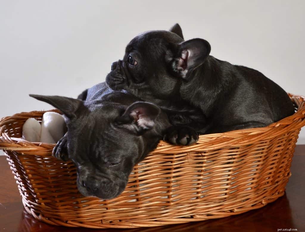 Expert Guide: 6 Proven Tips to Train Mini French Bulldogs