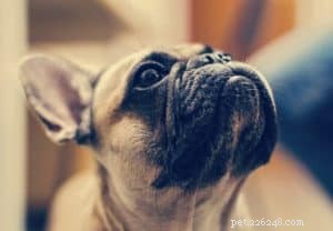 Expert Guide: 6 Proven Tips to Train Mini French Bulldogs