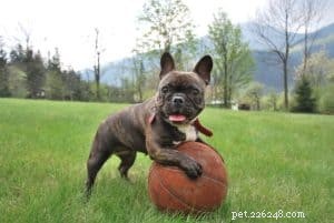 Expert Guide: 6 Proven Tips to Train Mini French Bulldogs