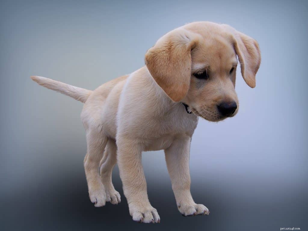 7 Essential Factors to Evaluate Before Bringing Home a Puppy