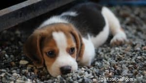 7 Essential Factors to Evaluate Before Bringing Home a Puppy