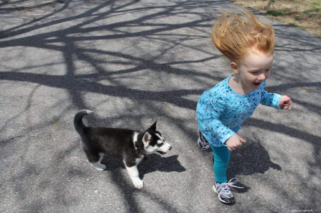 7 Essential Factors to Evaluate Before Bringing Home a Puppy