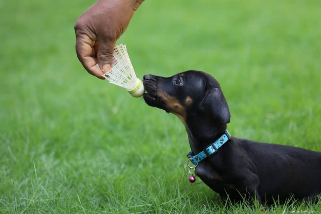 7 Proven Techniques for Effective Dog Training