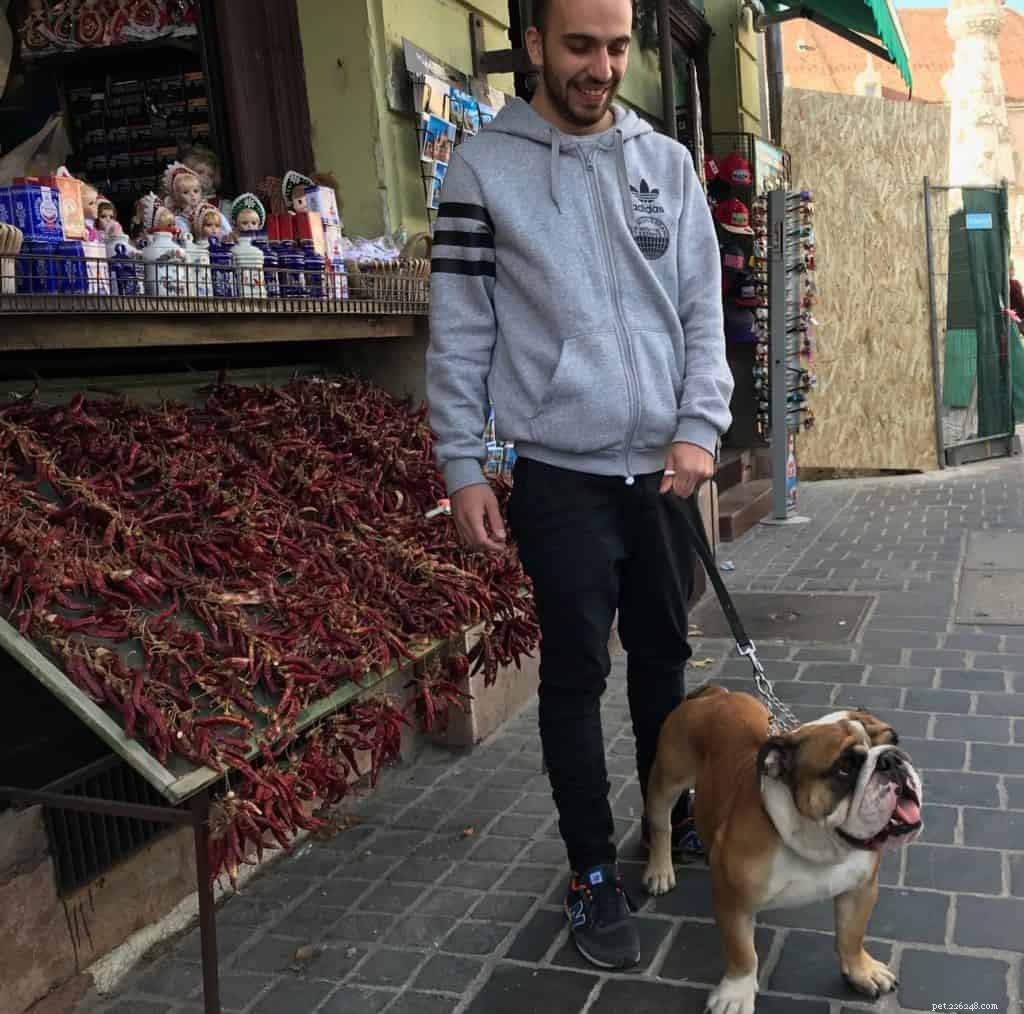 7 Proven Techniques for Effective Dog Training