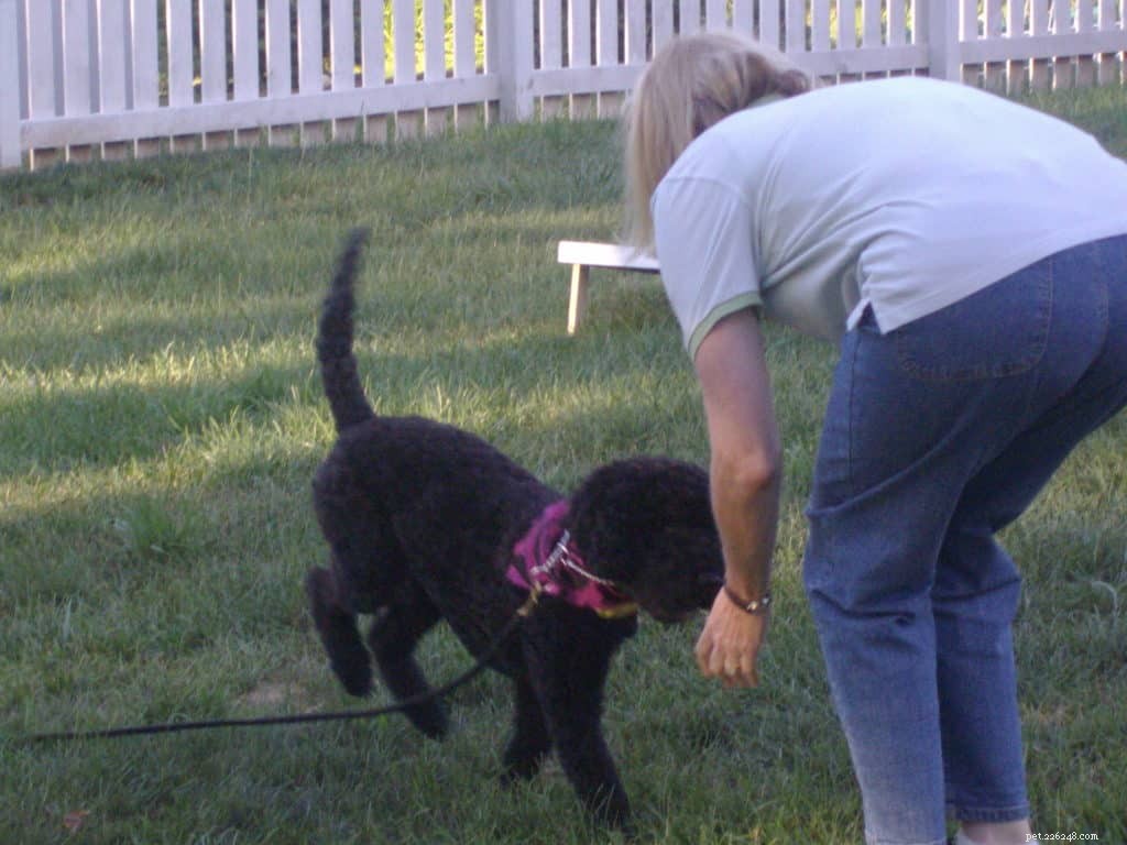 7 Proven Techniques for Effective Dog Training