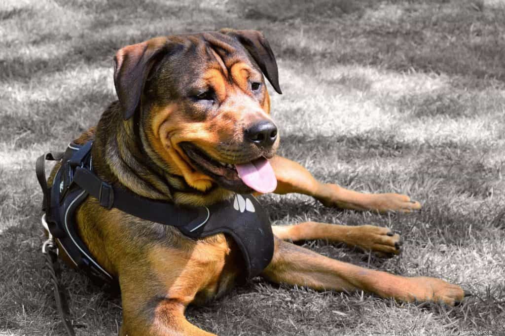 7 Proven Tips to Master Dog Harness Training