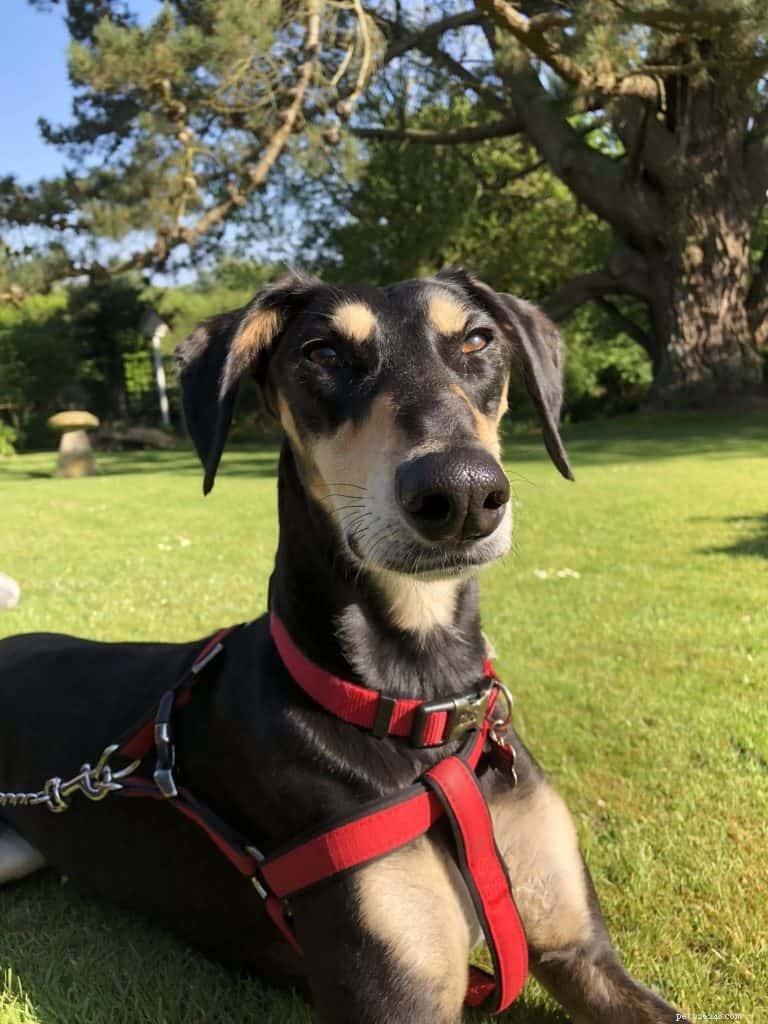 7 Proven Tips to Master Dog Harness Training