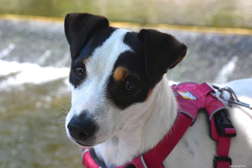 7 Proven Tips to Master Dog Harness Training