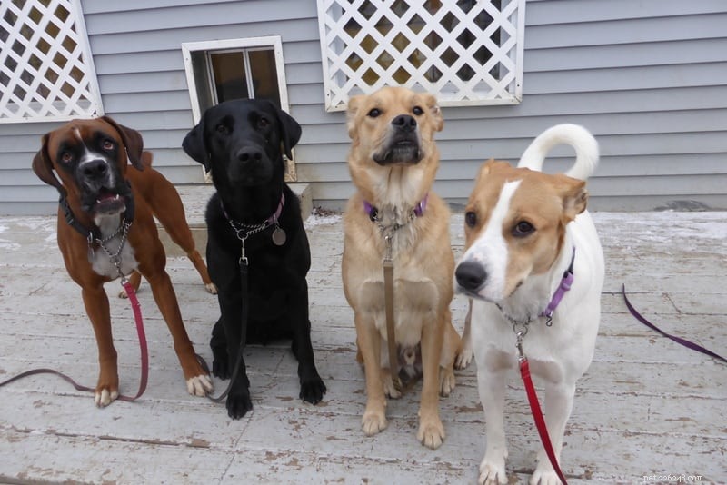 Expert Secrets to Mastering Dog Training: Proven Strategies for Success
