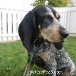 Expert Secrets to Mastering Dog Training: Proven Strategies for Success