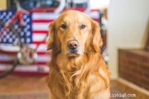 Positive vs Negative Dog Training: What You Need to Know