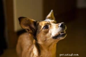 Positive vs Negative Dog Training: What You Need to Know