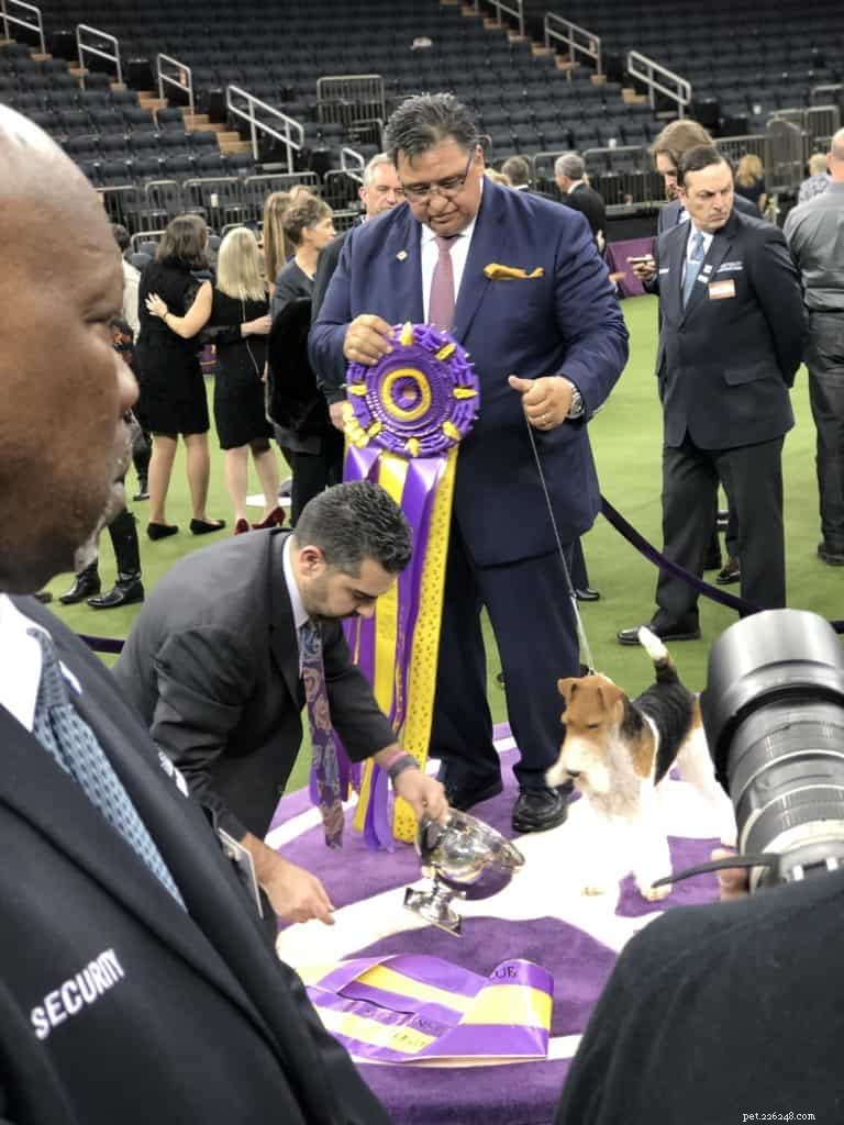 Insights from the Westminster Kennel Club Show: What I Learned About Dog Training