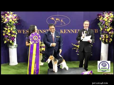 Insights from the Westminster Kennel Club Show: What I Learned About Dog Training