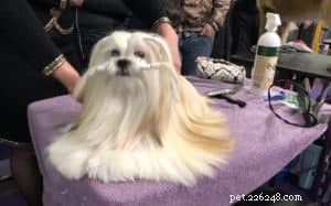 Insights from the Westminster Kennel Club Show: What I Learned About Dog Training