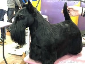 Insights from the Westminster Kennel Club Show: What I Learned About Dog Training