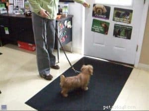 Mastering Dog Learning: Proven Techniques for Effective Training
