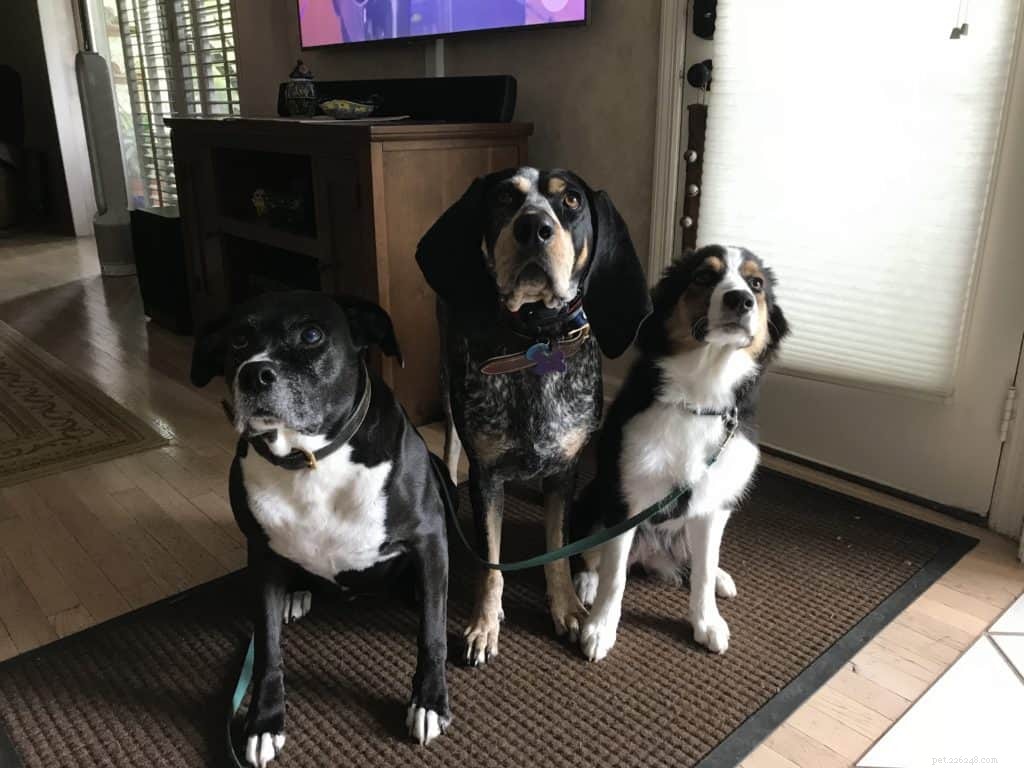 Mastering Dog Learning: Proven Techniques for Effective Training