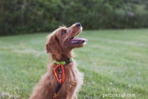 Mastering Dog Learning: Proven Techniques for Effective Training