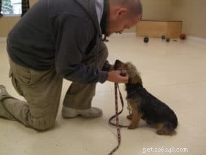 Mastering Dog Learning: Proven Techniques for Effective Training