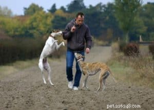 Avoid These 6 Common Mistakes When Training Your Dog for the First Time