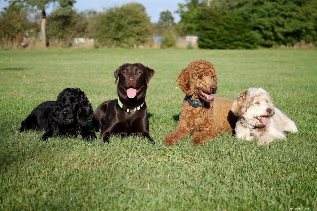 Teach Your Dog Self‑Control: The Power of Setting Boundaries
