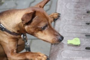 Teach Your Dog Self‑Control: The Power of Setting Boundaries