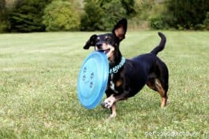 Teach Your Dog Self‑Control: The Power of Setting Boundaries