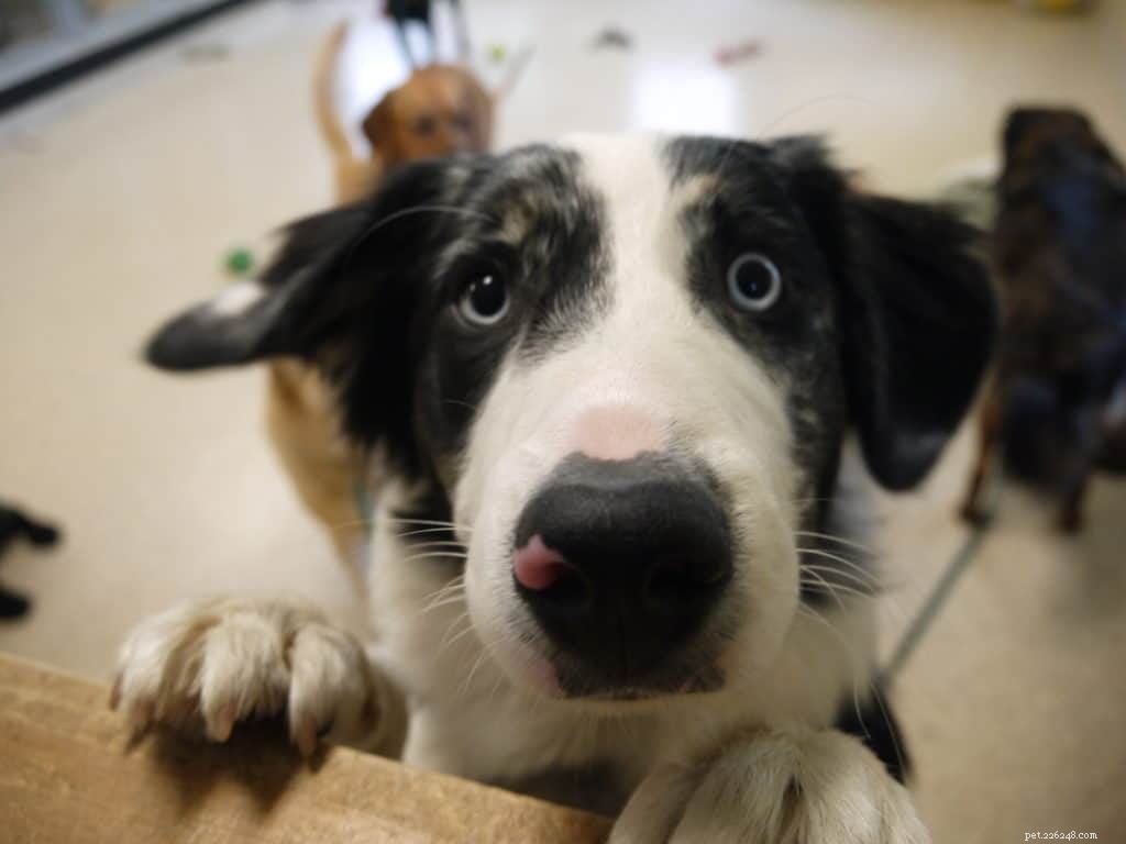Essential Insights Every Dog Owner Must Know