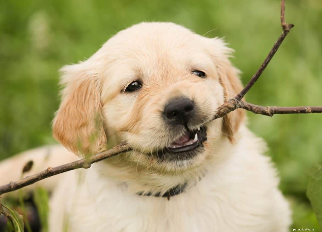 Socializing Your Puppy: Essential Tips for Confidence and Good Manners