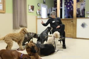 Consequences for Dogs: Building Accountability and Better Behavior