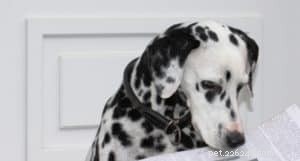 Teach Your Dog to Bring You a Book: A Simple Nose Trick