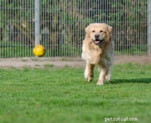 Teach Your Dog the  Get My Slippers  Fetch Trick – Easy Steps for All Ages