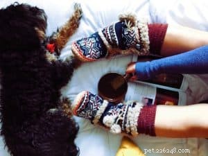 Teach Your Dog the  Get My Slippers  Fetch Trick – Easy Steps for All Ages