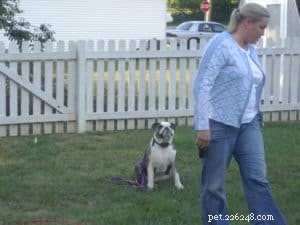 Mastering the Recall: Proven Techniques for Reliable Come-Commands
