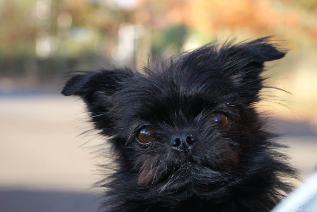 Decoding Canine Body Language: What Dog Hair Tells Us