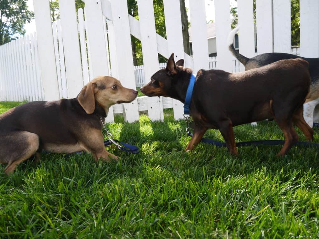 Decoding Dog Body Language: Recognizing Fear vs. Submission