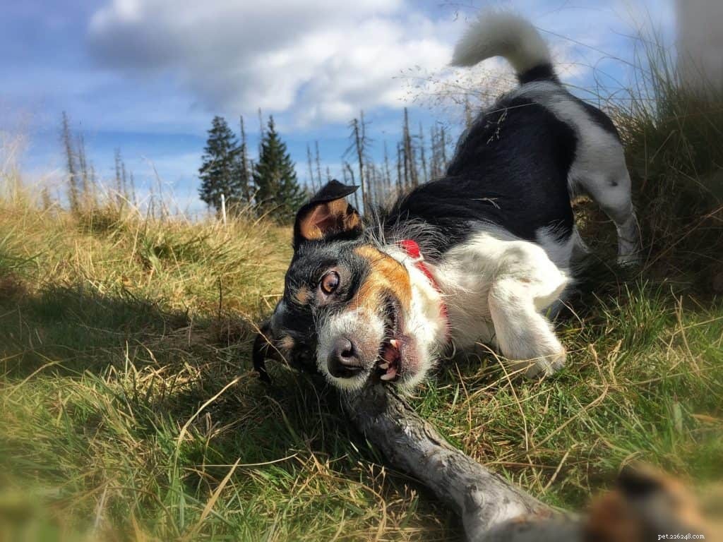 Decoding Dog Body Language: Spotting Happy & Playful Pups