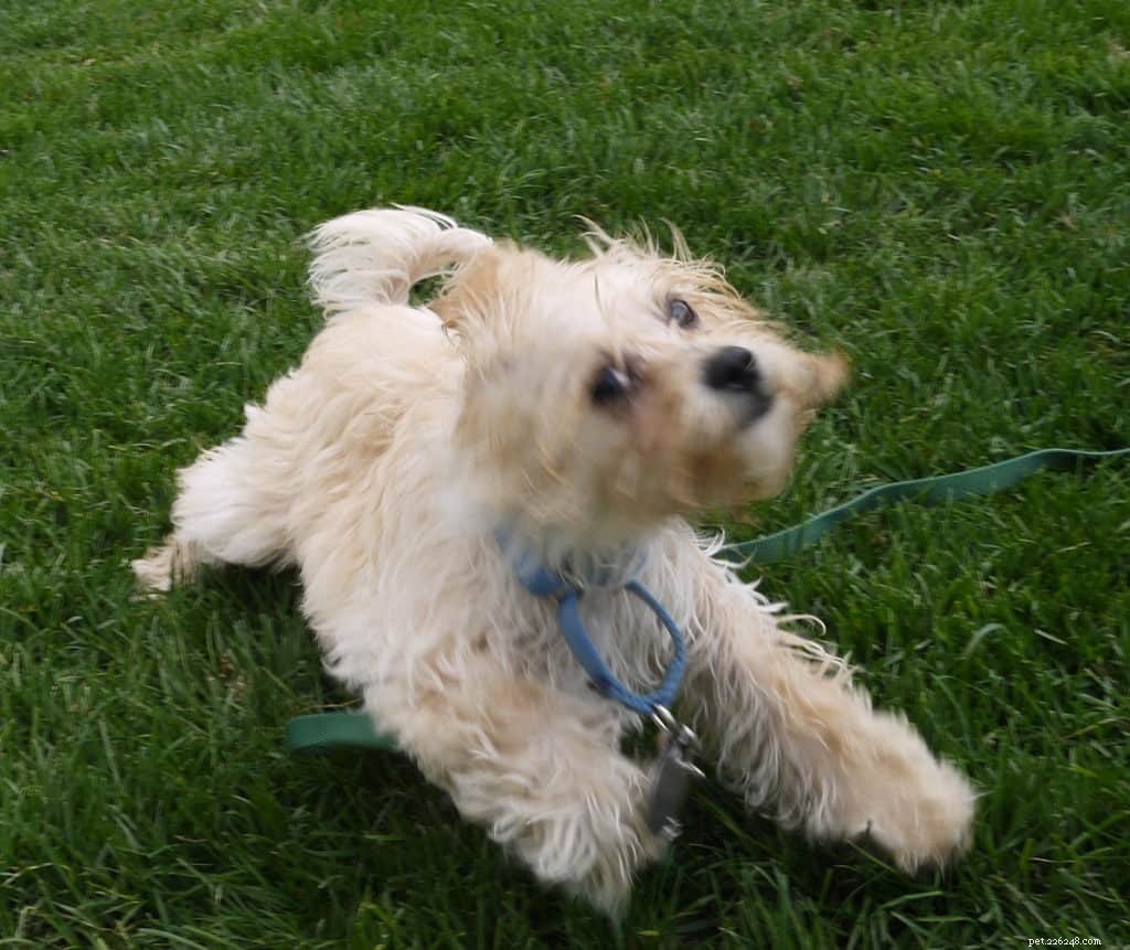 Decoding Dog Body Language: How to Spot an Alert, Aroused, or Excited Dog