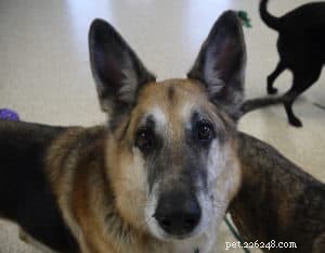 Decoding Dog Body Language: How to Spot an Alert, Aroused, or Excited Dog