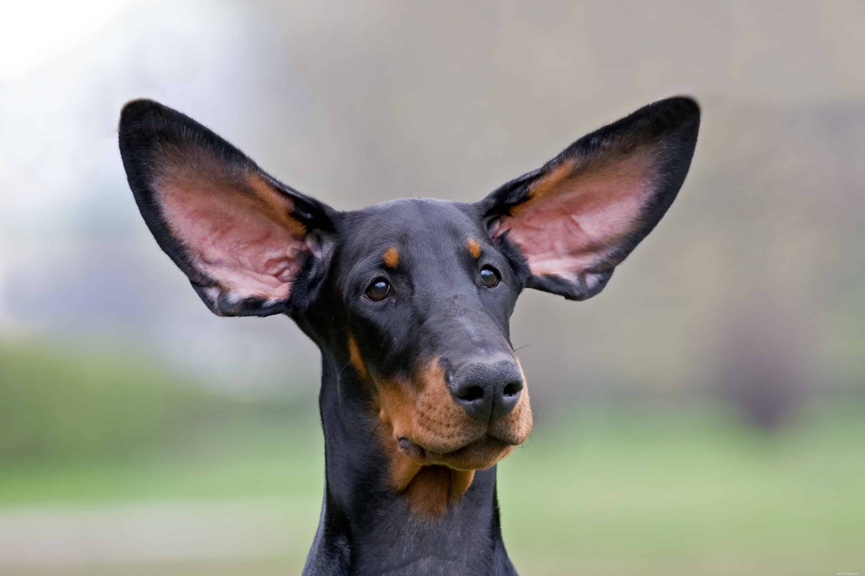 Decoding Canine Communication: How a Dog’s Ears Reveal Their Emotions