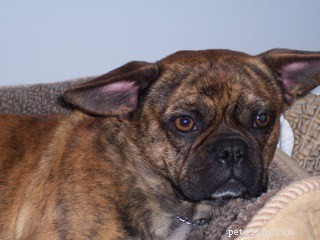 Decoding Canine Communication: How a Dog’s Ears Reveal Their Emotions